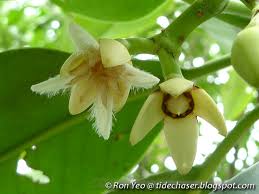 Image result for Rhizophora mucronata