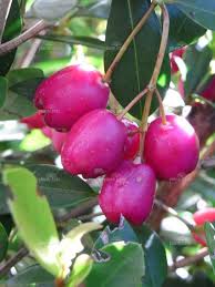 Pin On Small Fruits Petits Fruits