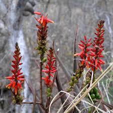 Image result for Aloe cryptopoda