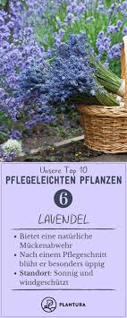 Pflegeleichte Gartenpflanzen Die Top 10 Fur Draussen Unsere Top 10 Pflegeleichten Pflanzen Lavendel De Pflegeleichte Pflanzen Garten Pflanzen Gartenpflanzen