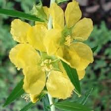 Image result for Heimia salicifolia