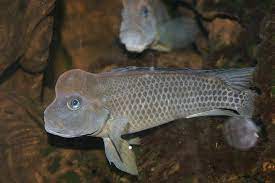 They are camouflaged in black, blue, gray and tan colors and the male of this species will attain a large hump on the head with age. Buffalo Head Cichlid Care Guide Size Tank Mates Breeding