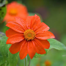 Image result for Tithonia rotundifolia