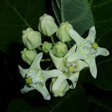 Image result for Calotropis gigantea