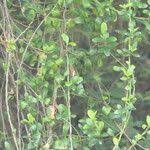 Image result for Secamone alpini