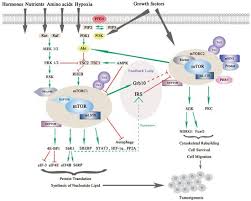 We did not find results for: Ijms Free Full Text Mtor Signaling In Cancer And Mtor Inhibitors In Solid Tumor Targeting Therapy Html