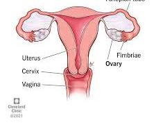 Image of Ovary