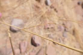 Image result for Stipagrostis uniplumis