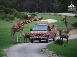 Fossil Rim Wildlife Center Glenrose Tx Family Tour 32 38 Per Person Doesn T Look Like There Is A Discount Fo Glen Rose Tx Texas Travel Texas Adventure