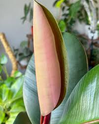 Image result for ficus elastica flower