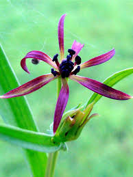 Image result for Iphigenia pauciflora