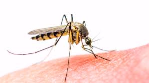 Resultado de imagen para tratamiento del dengue