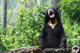 It also aims to raise public awareness about the plight of the sun bears and to raise conservation awareness about this species. Sun Bear Bornean Sun Bear Conservation Centre Bsbcc Facebook
