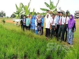 Untuk mendapatkan tanaman padi yang berkualitas, tentu diperlukan cara tanam padi dan proses penanaman yang baik dan benar, persiapan apa yang perlu di perhatikan dalam membudidayakan tanaman padi. Tanaman Padi Ladang Pintar Mulai Tahun Ini