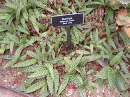 Image result for Ledebouria luteola
