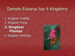 1 Living Organisms Are Classified Into 3 Domains 1 Bacteria 2 Archaea 3 Eukarya 4 Kingdoms In This Domain Ppt Download