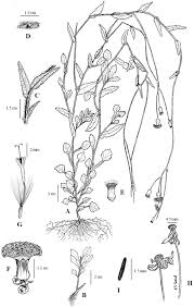 Image result for Emilia violacea