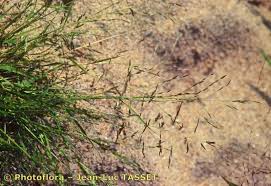 Image result for Eragrostis pallens