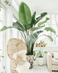 Arredare con le piante è un modo semplice ed elegante per portare energia nella tua casa e trasformarne l'aspetto. Piante Da Appartamento Quali Scegliere Glamcasamagazine