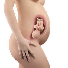 Sembelit atau konstipasi saat hamil banyak dikeluhkan oleh ibu hamil. Perkembangan Janin 32 Minggu Kehamilan Hello Sehat