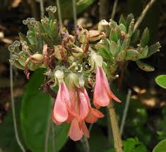 Image result for Kalanchoe daigremontiana