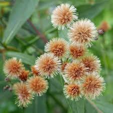 Image result for Vernonia zanzibarensis