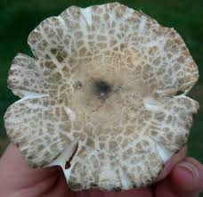 Image result for Russula foetentula