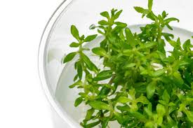 Image result for Limnophila