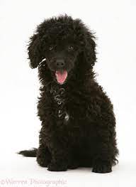 (please no poodles of other sizes and colors!). Dog Black Miniature Poodle Sitting Photo Wp39472