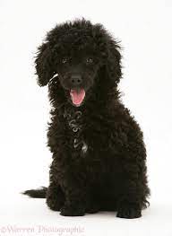 We did not find results for: Dog Black Miniature Poodle Sitting Photo Wp39472