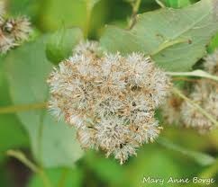 In the early 19th century, european settlers, unfamiliar with the plant, allowed cows and other domestic animals to feed on it. White Snakeroot And A Bit Of A Paradox The Natural Web