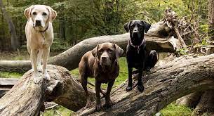 Adopt wrigley a tan/yellow/fawn labrador retriever / mixed dog in rootstown. Labrador Colors The Secrets Of Labrador Color Inheritance