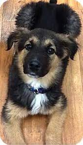 These german shepherd puppies located in arizona come from different cities, including, phoenix, mesa, cottonwood. Flagstaff Az German Shepherd Dog Meet Teddy Bear A Pet For Adoption