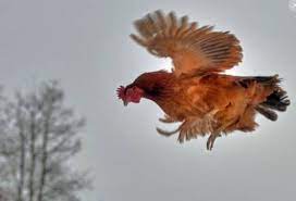 D2) (pour chasser les poules qui se trouvent dans un endroit où elles n'ont rien à y faire): Poule Qui Vole Comment Couper L Aile D Une Poule