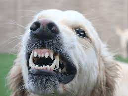 The Dog Trainer What To Do If Your Dog Growls Or Snaps Dog Trainer Quick And Dirty Tips