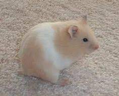 Teddy bear hamster, cute hamster, golden hamster, syrian hamster, washing hamster. 100 Hamster Colors Ideas Hamster Syrian Hamster Cute Hamsters
