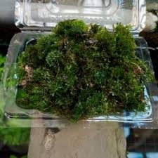 Dalam video kali ini akan dibahas mengenai 20 jenis moss aquascape. Jual Mos Aquascape Terlengkap Terbaik Harga Murah August 2021