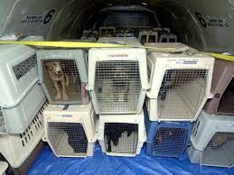 American airlines allows pets to travel in the passenger cabin , as checked baggage , or shipped separately, as cargo (american airlines cargo and priority parcel service). Animal Lovers Warn Against Shipping Pets As Cargo But There Are Few Other Options