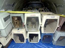 Note that american airlines does not allow pets to travel in the cabin if you are flying to/from hawaii, bolivia, chile, uruguay, argentina, venezuela, or on transatlantic flights. Animal Lovers Warn Against Shipping Pets As Cargo But There Are Few Other Options