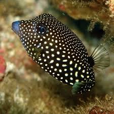 Black And White Spotted Saltwater Fish Black Female Boxfish Ostracion Meleagris Marine Fish Fish Pet Marine Aquarium