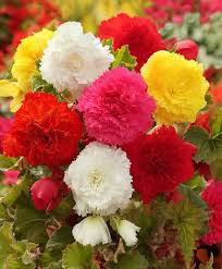 Image result for Begonia fusialata