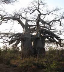 Image result for Brachystegia glaucescens