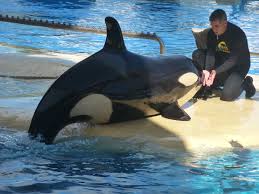 Resultado de imagen de imagenes de loro parque