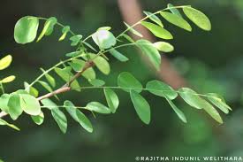 Image result for Phyllanthus pinnatus