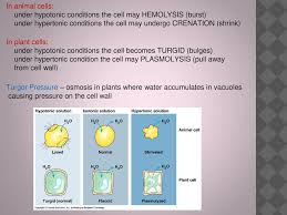 Feb 16, 2020 · the water moves from a region of low osmolarity (extracellular fluid) to a region of high osmolarity (inside the cell). Transportation Of Substances Across A Cell Membrane Ppt Download