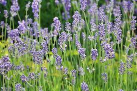 Je später der lavendel zurückgeschnitten wird umso später wird er auch blühen. Wann Und Wie Lange Bluht Lavendel Fakten Zur Blutezeit Weltweit