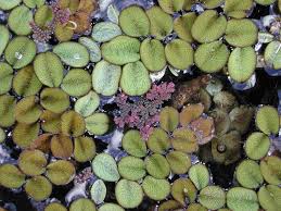 Image result for Salviniaceae