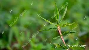 Image result for Echinochloa colona