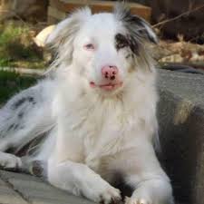 Find and adopt a pet on petfinder today. Connecticut Dog And Cat Rescues Ct Dog Walking And Pet Sitting Rco Pet Care Also Serving Oxford Southbury And Watertown Areas