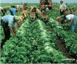 Locuri de munca fortele de munca arges. Locuri De Munca In Fabrici Si Agricultura Germania Munca In Strainatate Brasov Brasov Locbun Com Mobil 101320